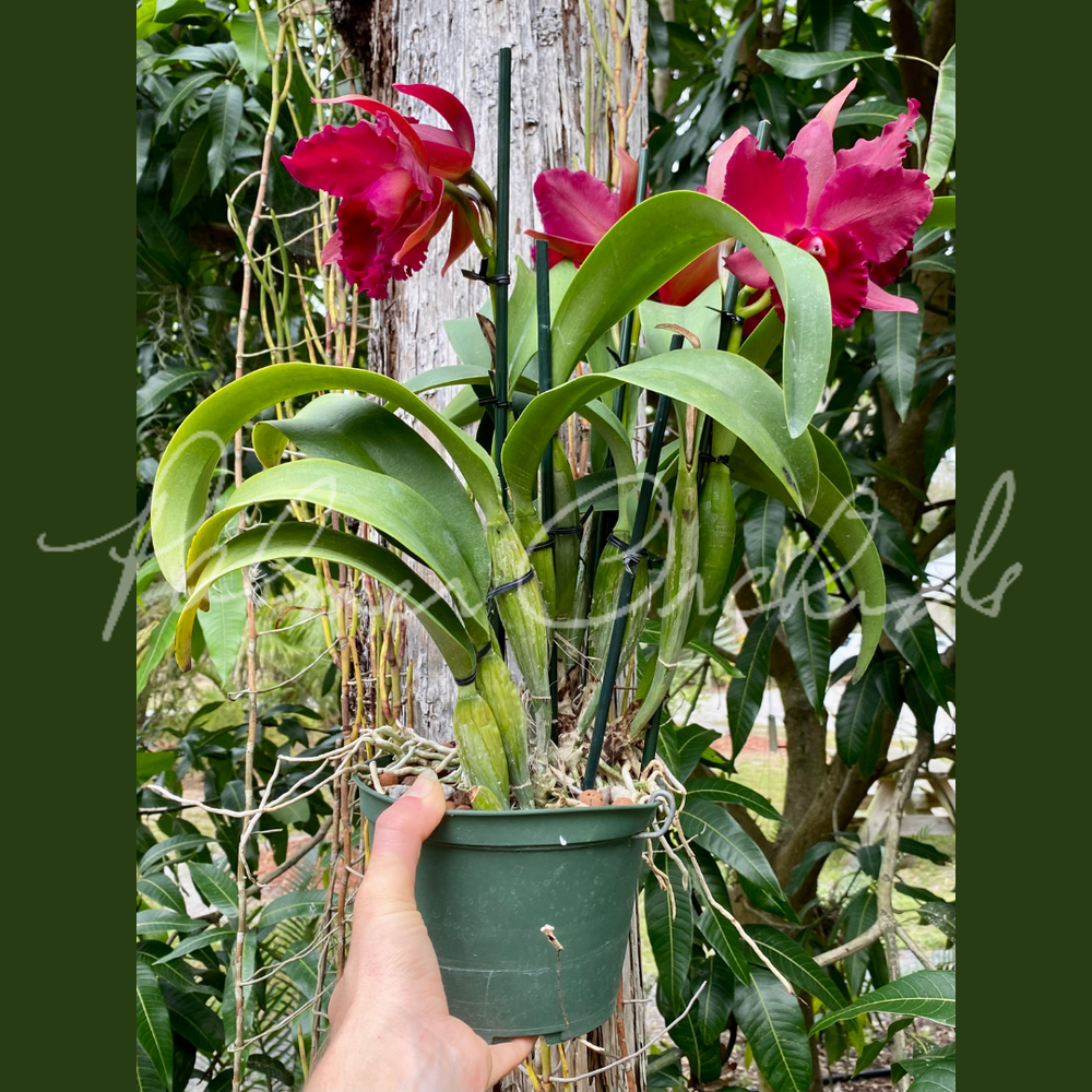 Rth. Pop City — Palmer Orchids